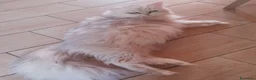 Persiano gatti in vendita: Gattini persiani  - Annuncio 1