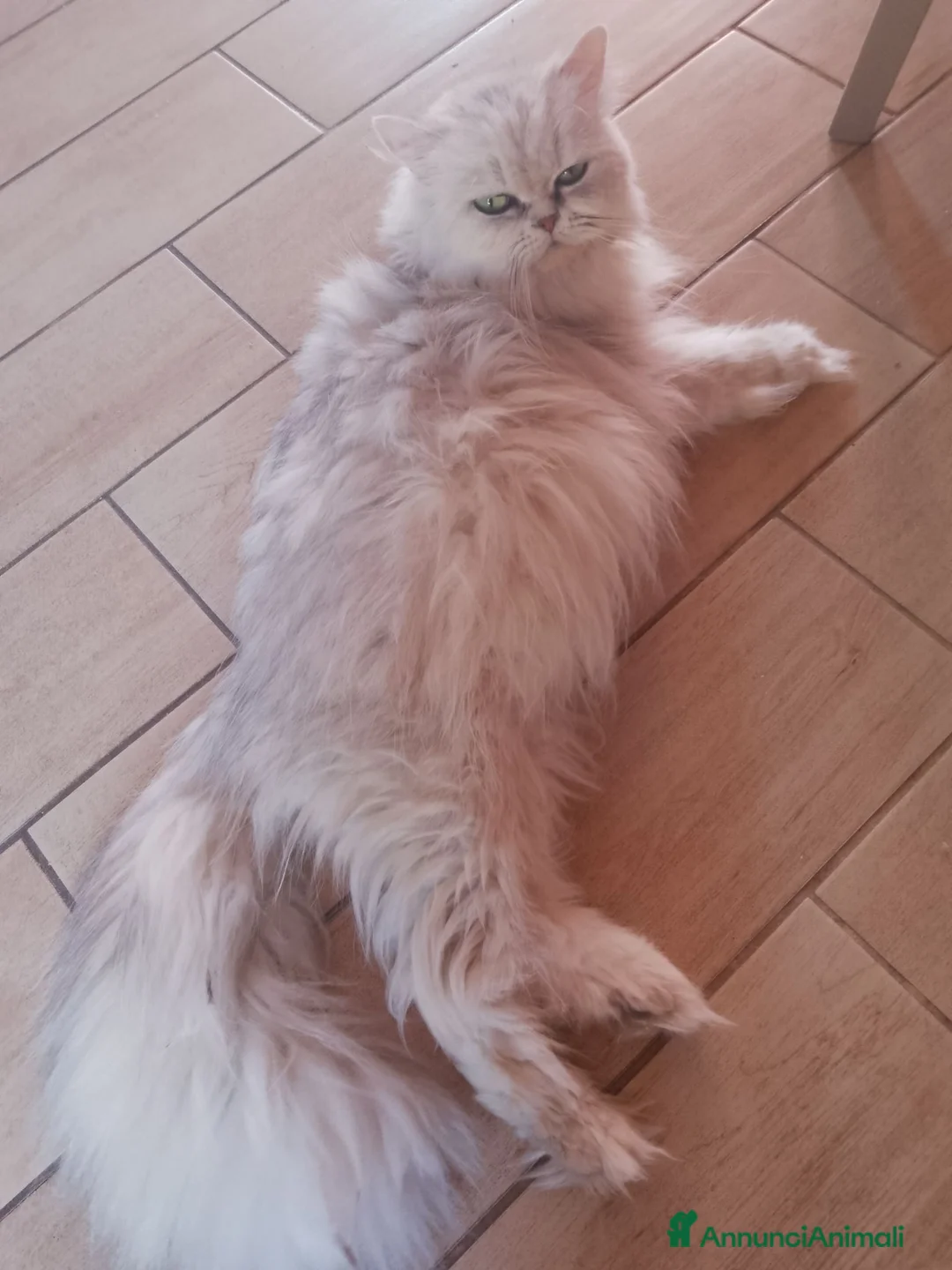 Persiano gatti in vendita: Gattini persiani  - Annuncio 1