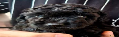 Barbone 1