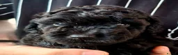 Barbone cani in vendita: Barboncino nano nero - Annuncio 4