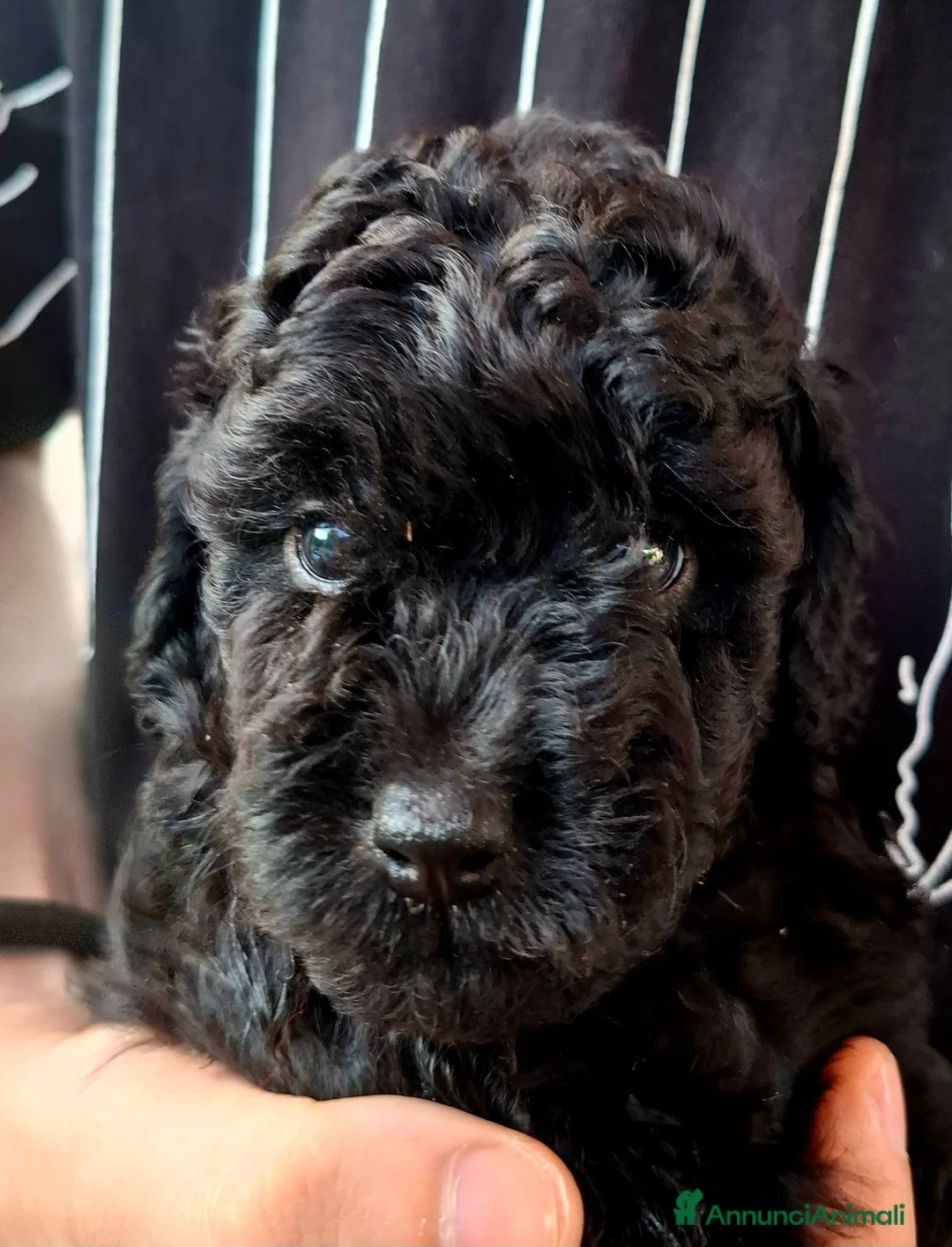 Barbone cani in vendita: Barboncino nano nero - Annuncio 4