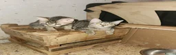 Europeo gatti in regalo: 3mici tigrati quasi 3mesi vivono in 1stanza.COSENZ - Annuncio 2