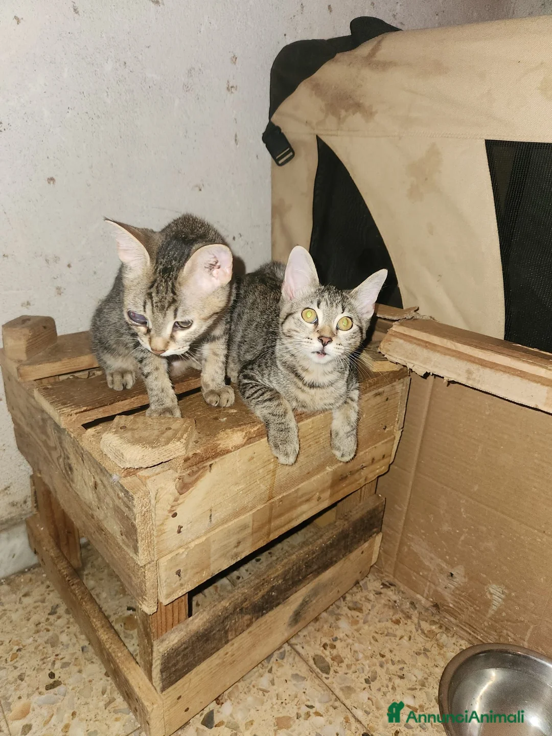 Europeo gatti in regalo: 3mici tigrati quasi 3mesi vivono in 1stanza.COSENZ - Annuncio 2