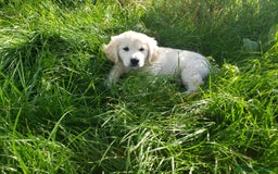 Golden Retriever cani in vendita: Cuccioli di Golden Retriever a Province of Terni - Immagine 2