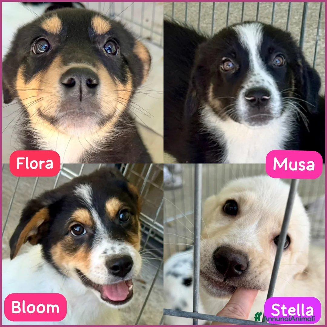 Meticcio cani in regalo: Flora a Provincia di Arezzo - Annuncio 2