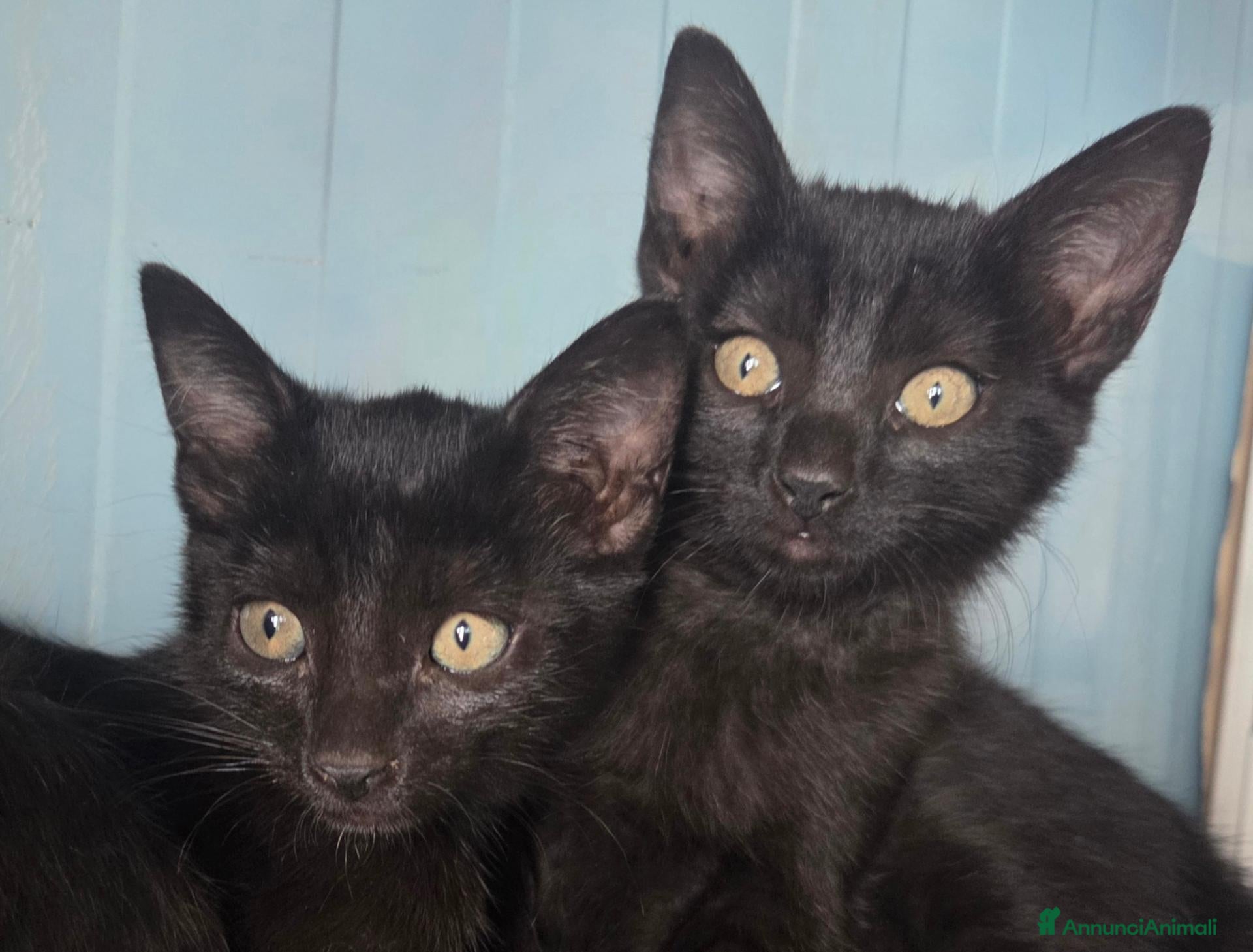 Meticcio gatti Cuccioli Gattini - Annuncio 4