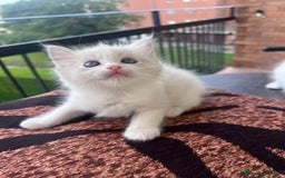 Ragdoll gatti in vendita: Ragdoll a Città Metropolitana di Torino - Immagine 4