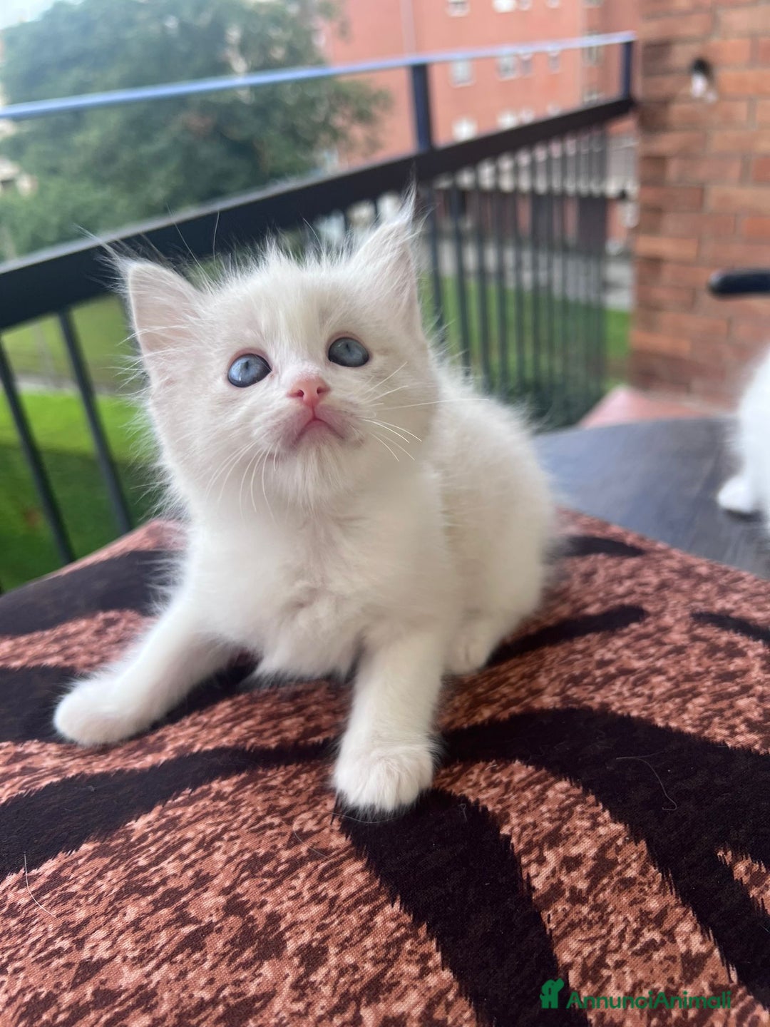 Ragdoll gatti in vendita: Ragdoll a Città Metropolitana di Torino - Immagine 4