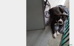 Pitbull cani in regalo: Pitbull BUONO CON TUTTI IN BALCONE LEGATO!NAPOLI S a Roma - Immagine 1