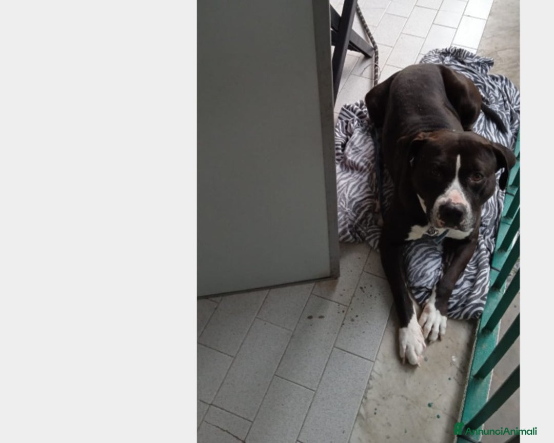 Pitbull cani in regalo: Pitbull BUONO CON TUTTI IN BALCONE LEGATO!NAPOLI S a Roma - Immagine 1