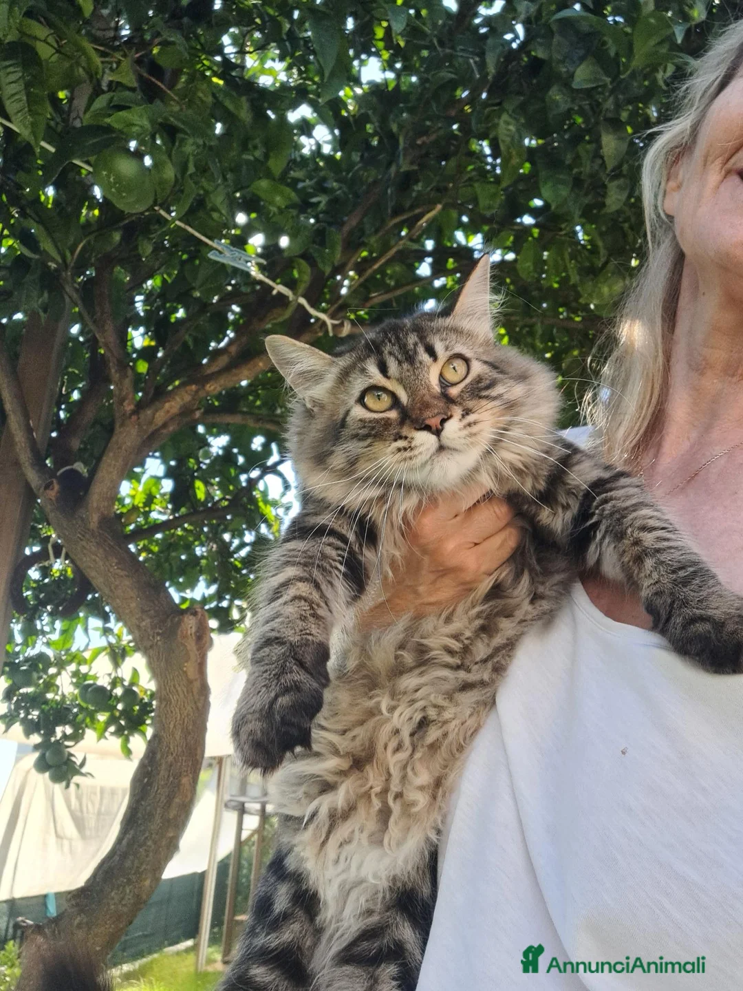 Siberiano gatti in vendita: Cucciolo gatto Siberiano pedigree  a Città Metropolitana di Genova - Annuncio 2
