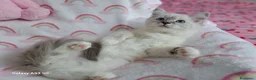 Ragdoll gatti in vendita: Allevamento amatoriale di Ragdoll WhiteAngels  a Provincia di Como - Annuncio 2