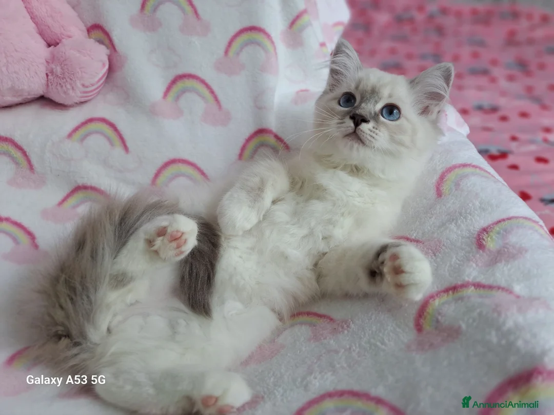 Ragdoll gatti in vendita: Allevamento amatoriale di Ragdoll WhiteAngels  a Provincia di Como - Annuncio 2