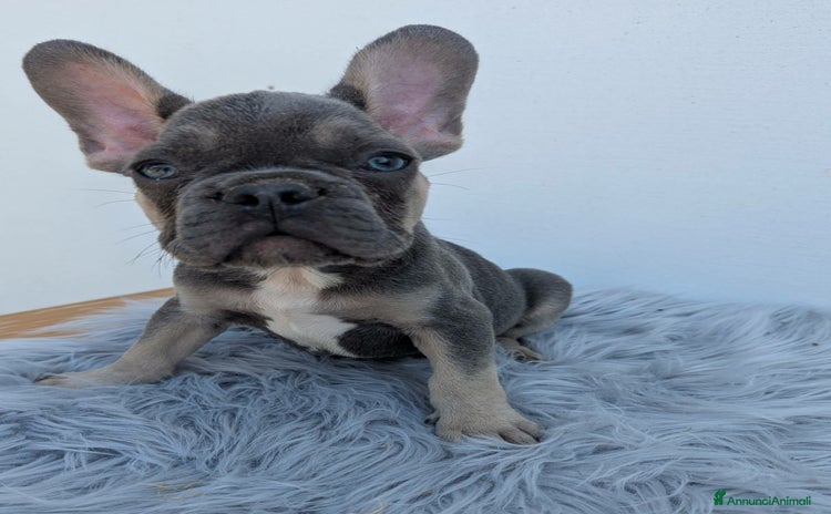 Bulldog Francese cani a Città Metropolitana di Genova - Annuncio 4