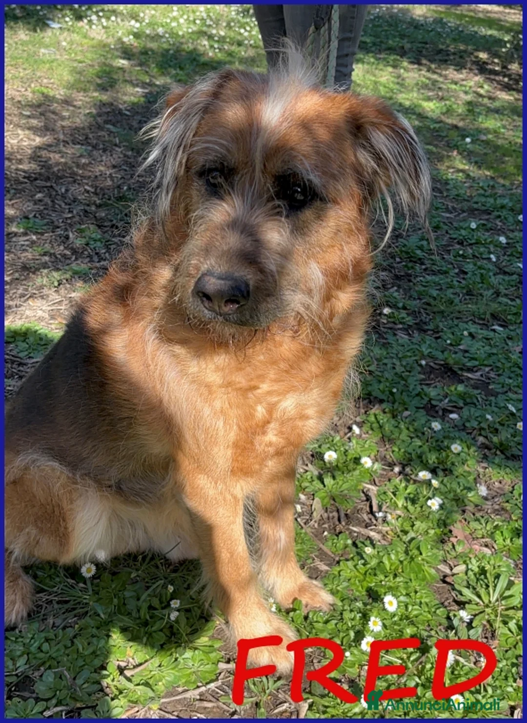 Meticcio cani in regalo: FRED FLINSTONES, SALVATO DA UN CANILE - Annuncio 1