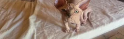 Sphynx gatti in vendita: Cuccioli sphynx in cerca di casa  a Provincia di Perugia - Annuncio 6