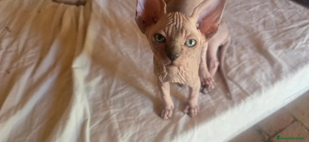 Sphynx gatti in vendita: Cuccioli sphynx in cerca di casa  a Provincia di Perugia - Annuncio 6