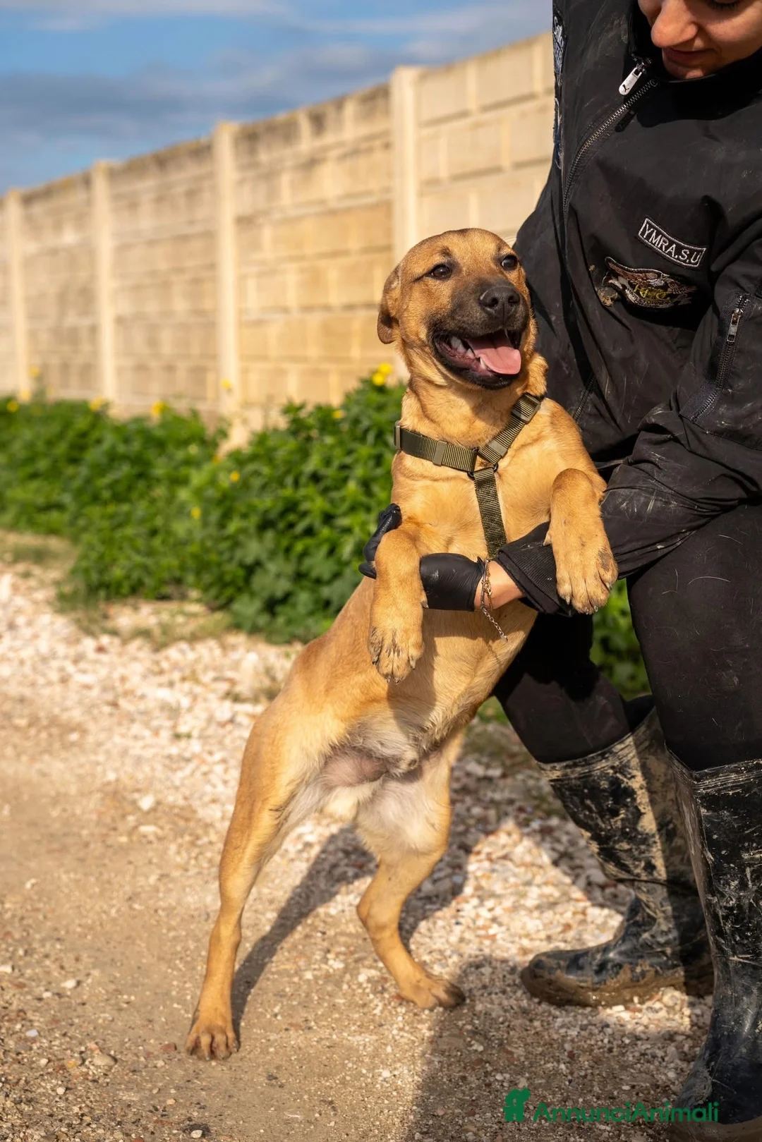 American Bully cani in regalo: Andreas - Annuncio 8