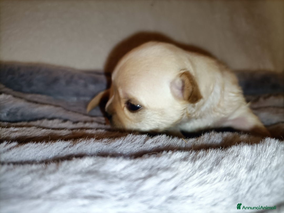 Chihuahua cani in vendita: CUCCIOLO CHIHUAHUA MASCHIO PEDIGREE  - Annuncio 5