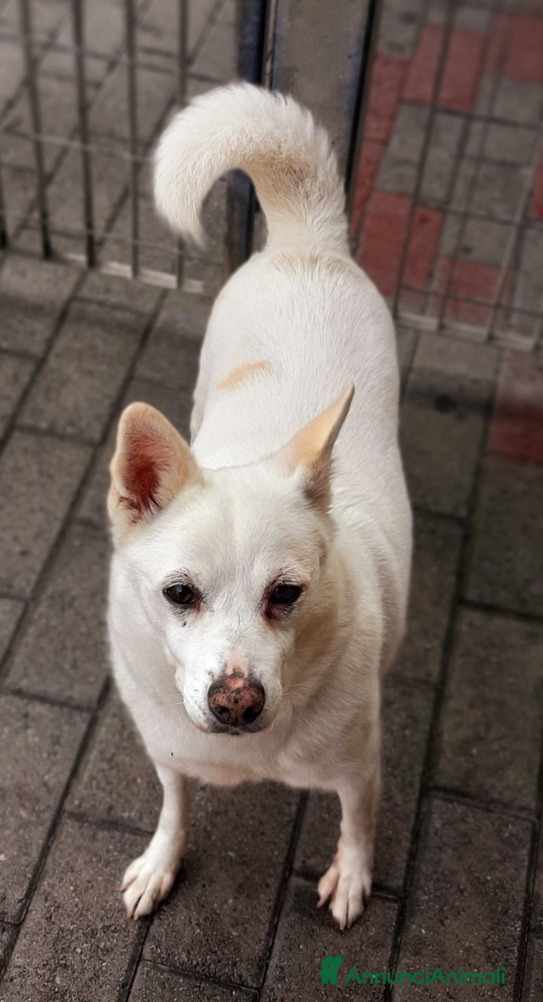 Meticcio cani FOX CAGNOLINO CANDIDO - Annuncio 2