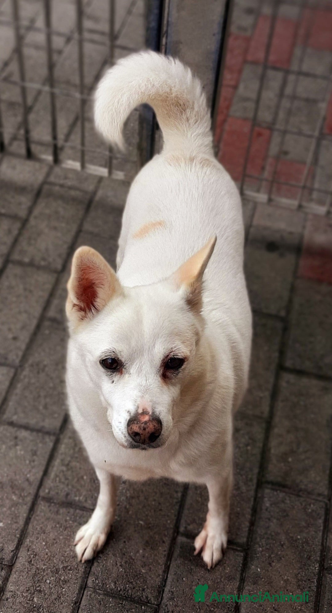 Meticcio cani in regalo: FOX CAGNOLINO CANDIDO - Annuncio 1
