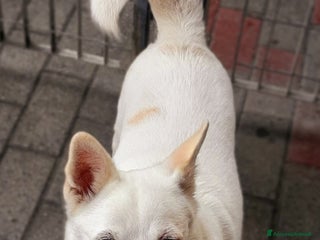 Meticcio cani FOX CAGNOLINO CANDIDO - Annuncio 2