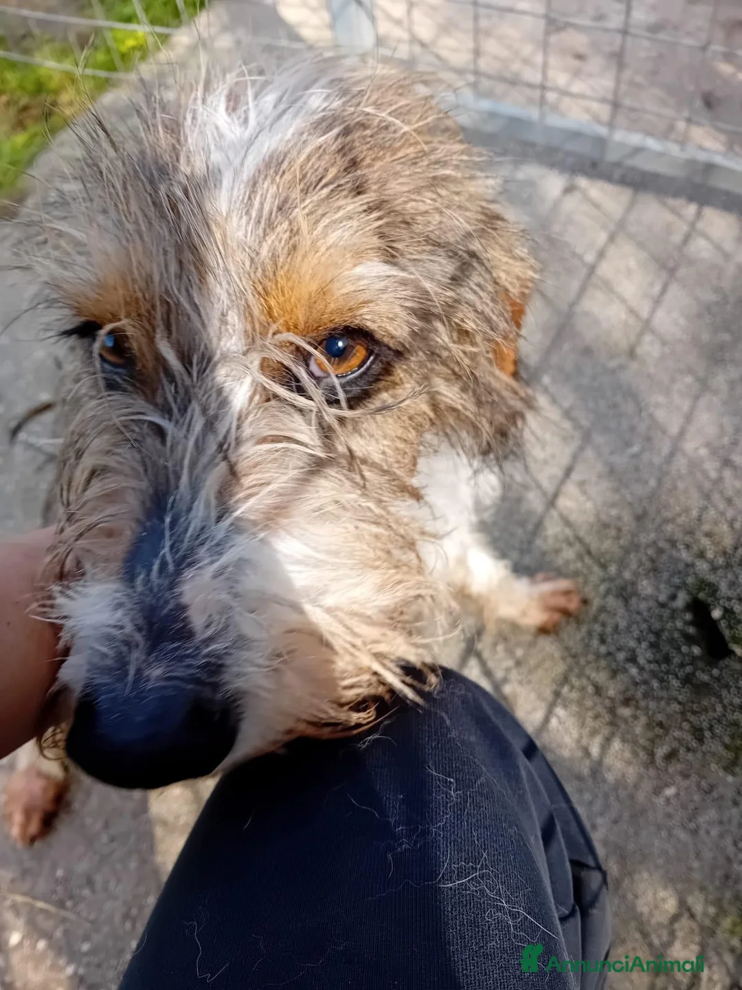 Spinone cani in regalo: Agostino, 3 anni, super coccolo - Annuncio 2