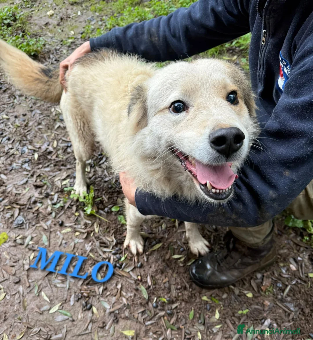 Meticcio cani in regalo: UNA MAMMA PER MILO - Annuncio 1