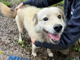 Meticcio cani UNA MAMMA PER MILO - Annuncio 6