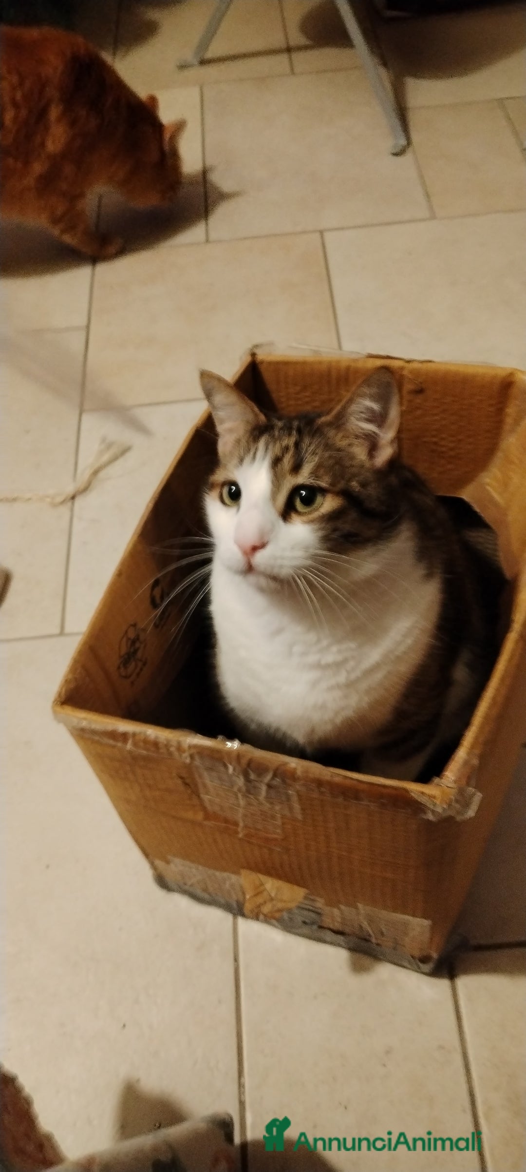 Europeo gatti in regalo: Matisse bisognoso di tranquillità  a Città metropolitana di Milano - Annuncio 4