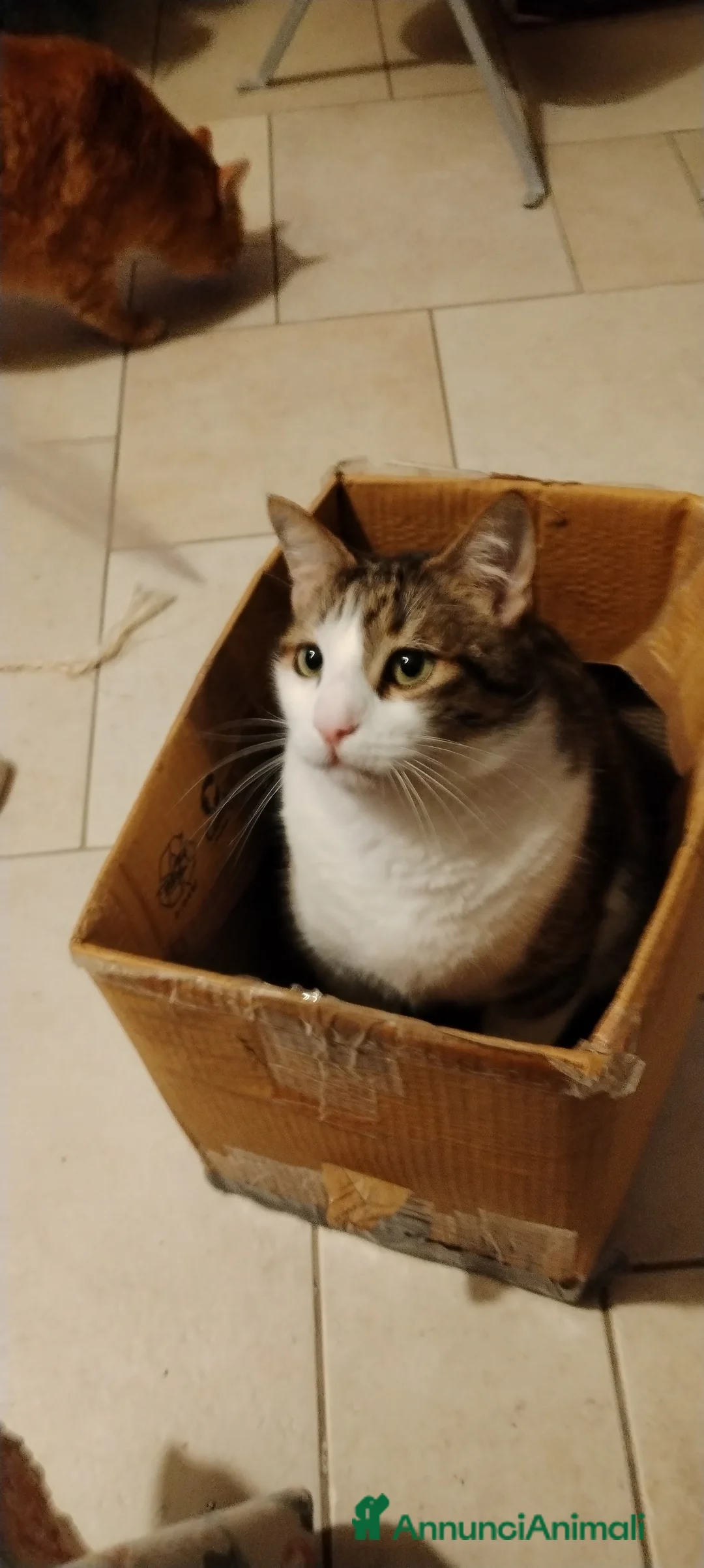 Europeo gatti in regalo: Matisse bisognoso di tranquillità  a Città metropolitana di Milano - Annuncio 4