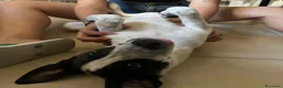 Meticcio cani in regalo: Mulan a Libero consorzio comunale di Trapani - Annuncio 5