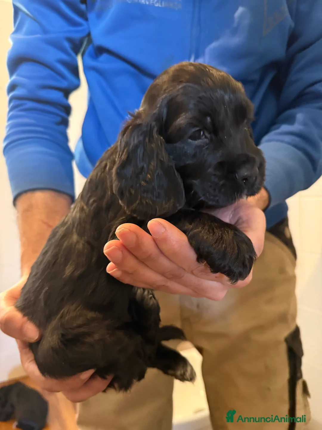 Cocker cani in vendita: Vendo cuccioli cocker spaniel a Provincia di Pescara - Annuncio 3