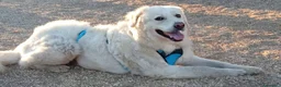 Meticcio cani in regalo: Fatima dolcissima e bravissima con tutti a Città Metropolitana di Firenze - Annuncio 3