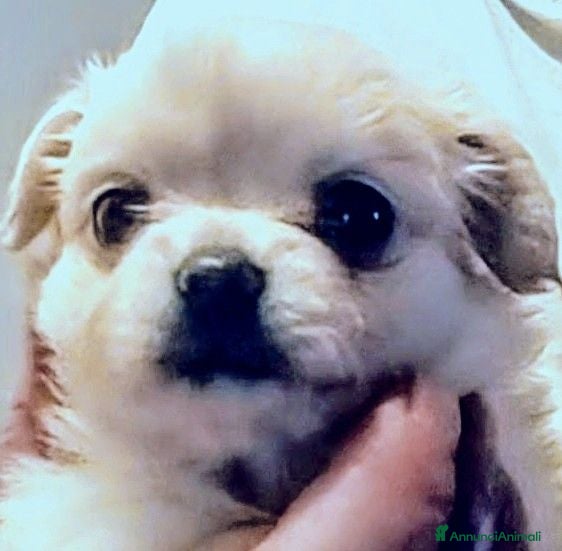 Chihuahua cani Chiuauha avi Campioni internazionali  - Annuncio 1