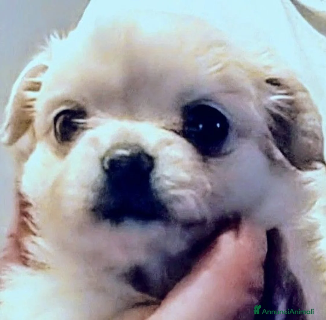 Chihuahua cani in vendita: Chiuauha avi Campioni internazionali  - Annuncio 1