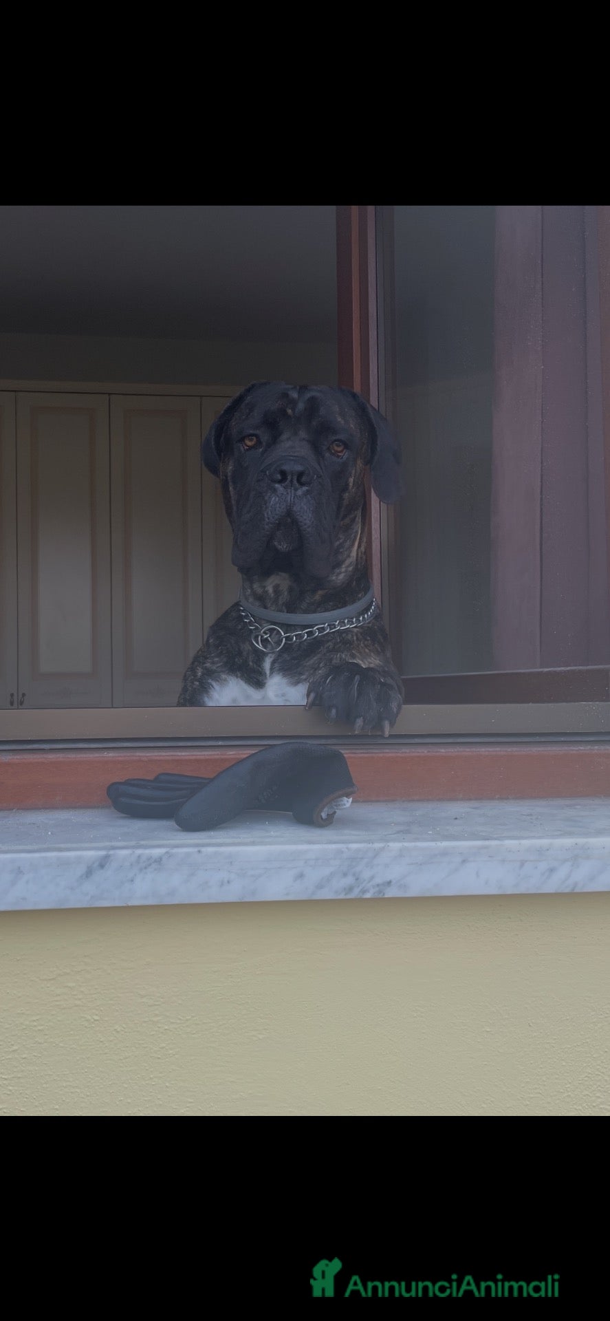 Cane Corso cani Teo cerca compagna - Annuncio 1