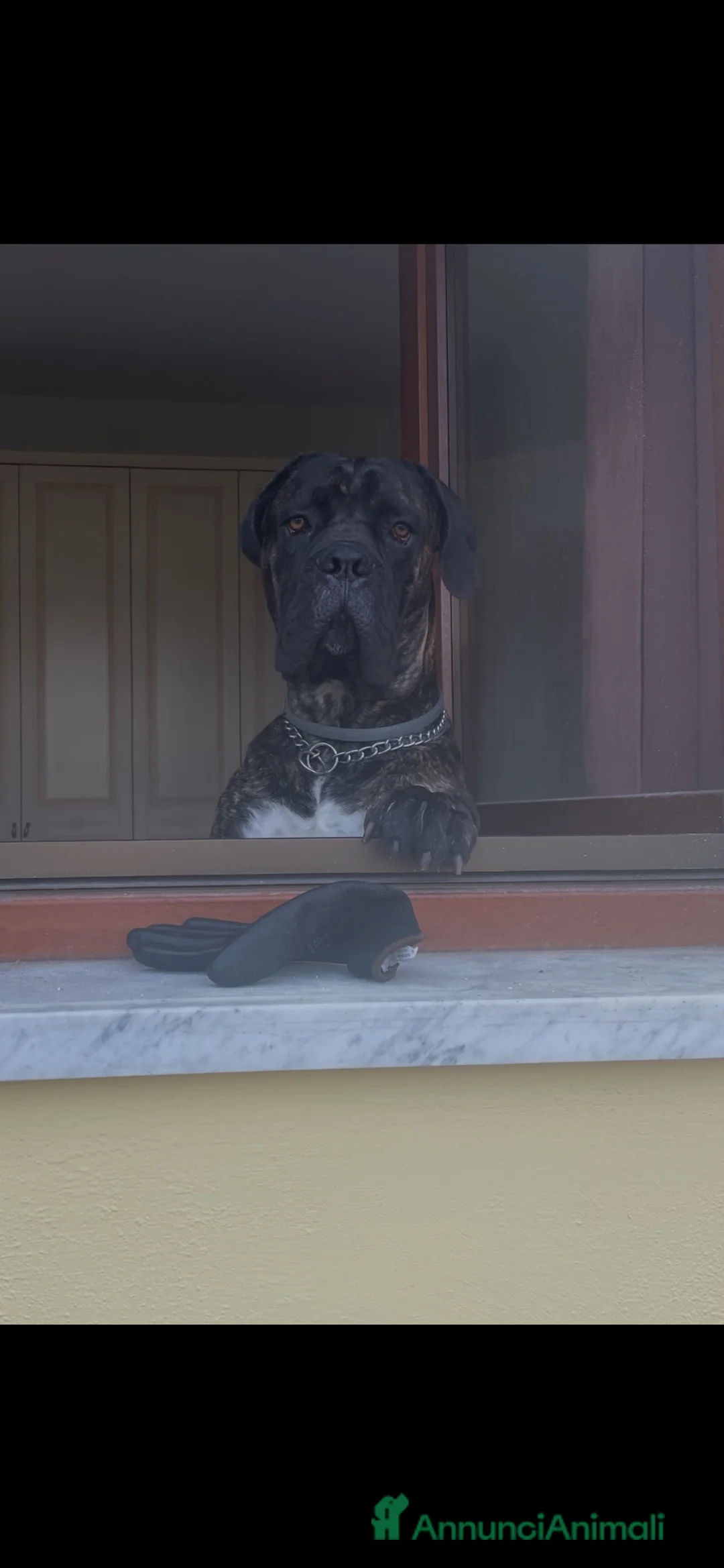 Cane Corso cani per accoppiamento: Teo cerca compagna - Annuncio 1