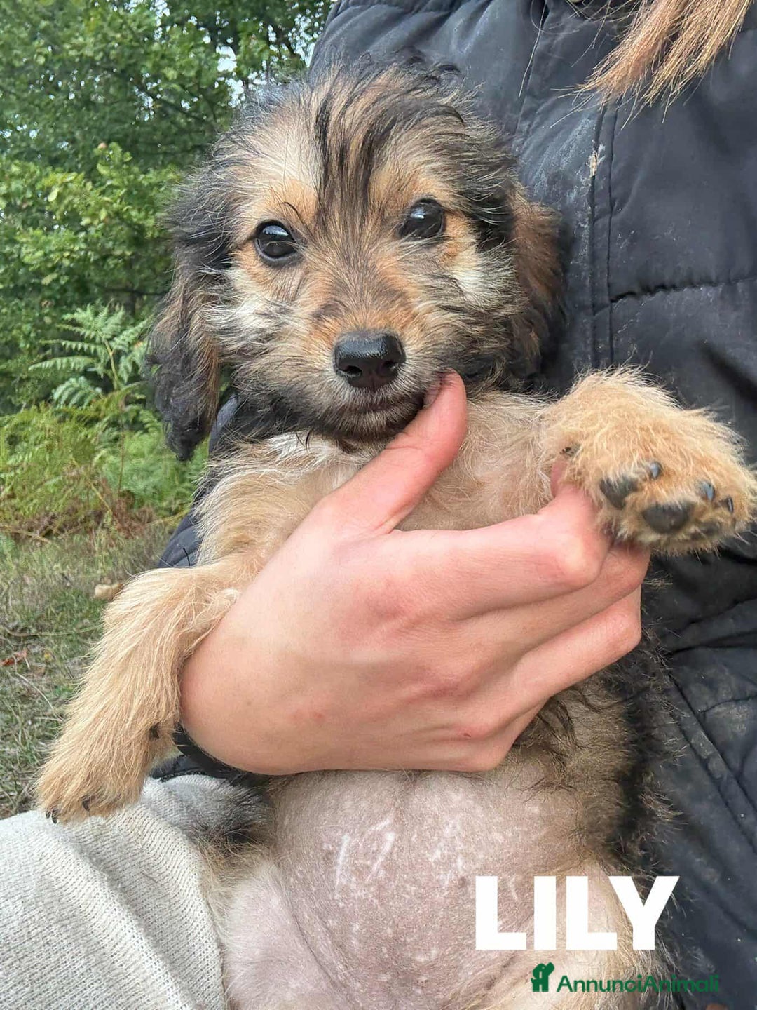 Meticcio cani in regalo: LILY, dolcissima cucciola TG PICCOLA! - Annuncio 8