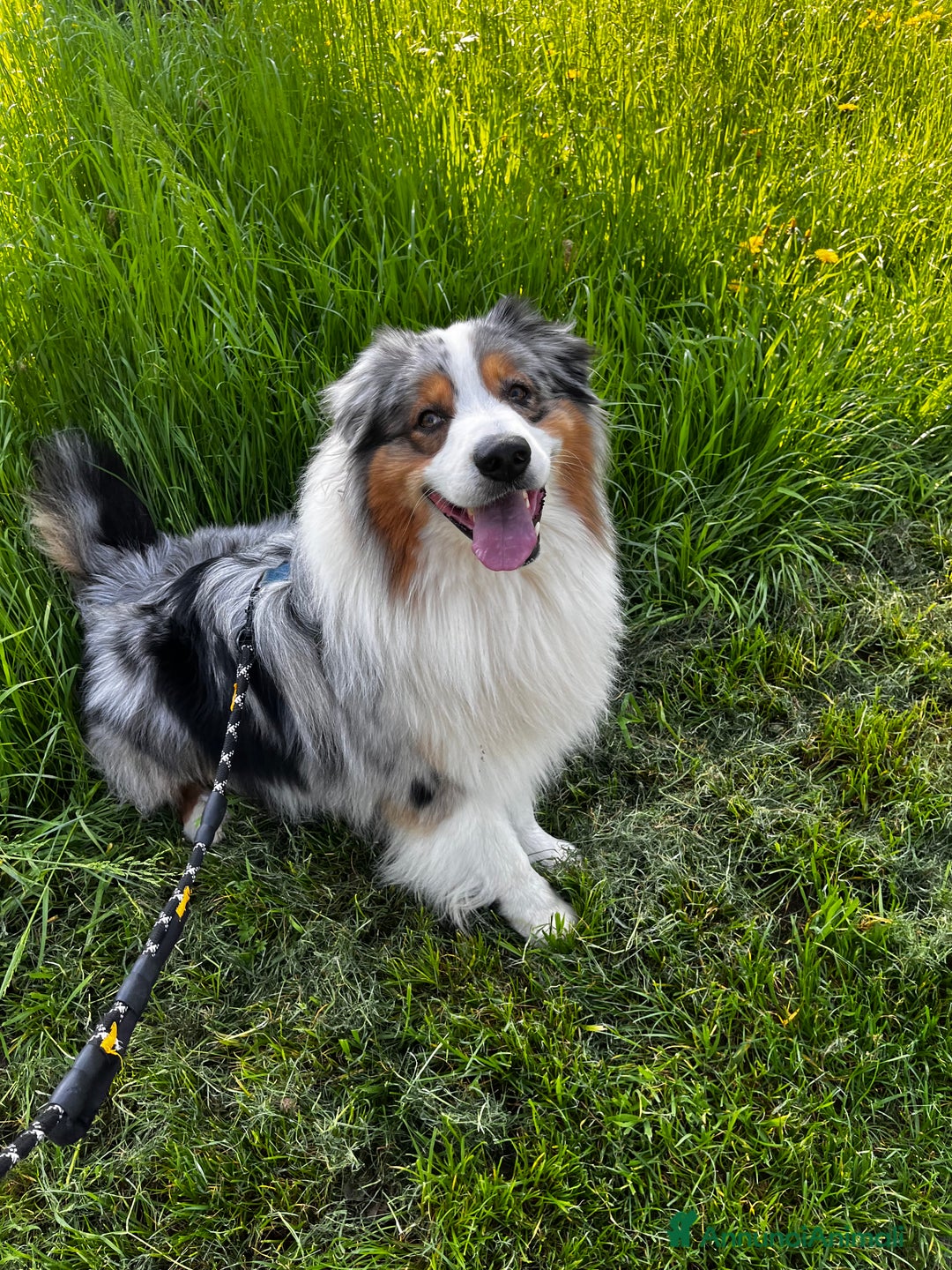 Australian Shepherd cani per accoppiamento: Pastore australiano disponibile per monta a Provincia di Modena - Immagine 2