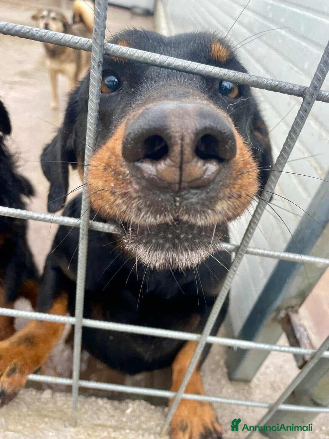 Meticcio cani in regalo: GREGORY, simpatico cagnolone dalle zampe corte!! - Annuncio 2