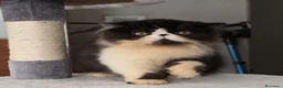 Persiano gatti in vendita: Gatti persiani  - Annuncio 7