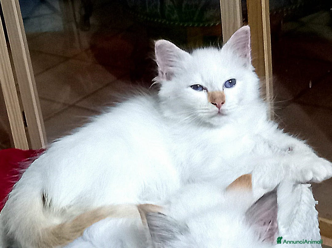 Sacro di Birmania gatti in vendita: Cuccioli Sacro di Birmania bellissimi  - Annuncio 5