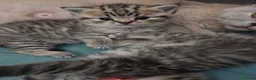Scottish gatti in vendita: Cuccioli Scottish Straight - Annuncio 4