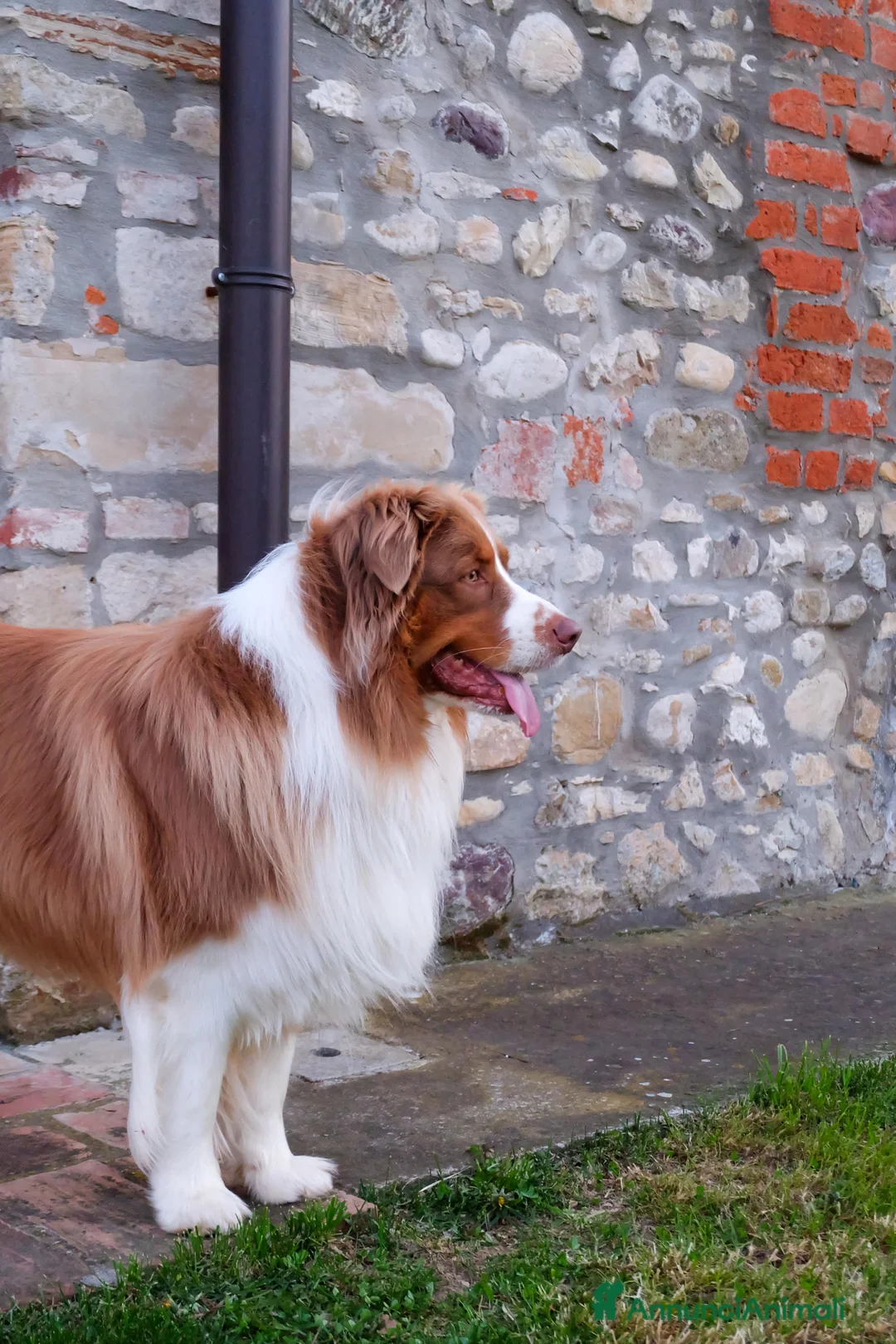 Australian Shepherd cani per accoppiamento: Maschio Pastore Australiano disponibile per monta - Annuncio 9