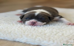 American Bully cani in vendita: Dolcissimi American Bully  - Immagine 8