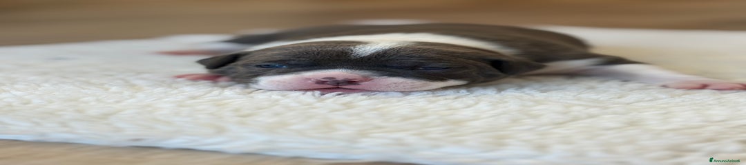 American Bully Cucciolo - Ettore