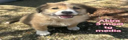 Meticcio cani in regalo: CUCCIOLI BISOGNOSI: URGENTE! a Città Metropolitana di Torino - Annuncio 3