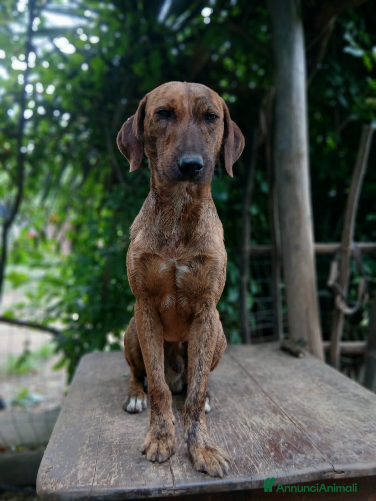 Segugio cani Nacho a Provincia di Viterbo - Annuncio 2