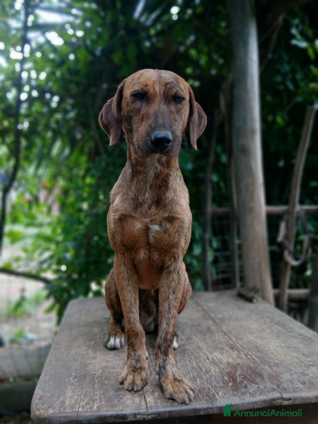 Segugio cani in regalo: Nacho a Provincia di Viterbo - Annuncio 2